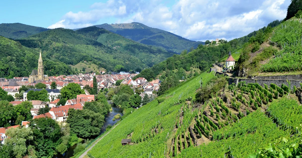 Vue de Thann depuis le vignoble du Rangen en Alsace